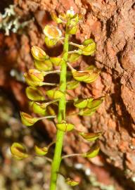 Fotografia da espécie Teesdalia coronopifolia