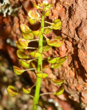 Fotografia 7 da espécie Teesdalia coronopifolia no Jardim Botânico UTAD