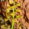 Fotografia 7 da espécie Teesdalia coronopifolia do Jardim Botânico UTAD