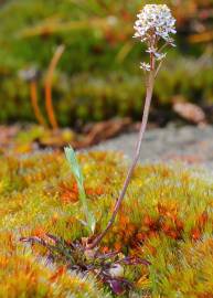 Fotografia da espécie Teesdalia coronopifolia