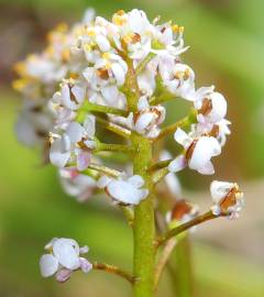 Fotografia da espécie Teesdalia coronopifolia