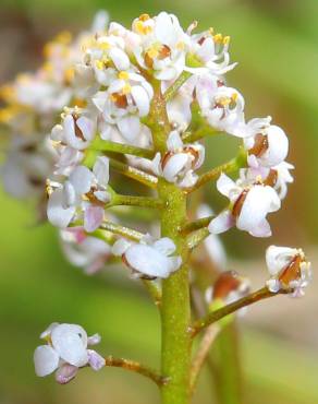 Fotografia 9 da espécie Teesdalia coronopifolia no Jardim Botânico UTAD