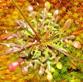 Fotografia da espécie Teesdalia coronopifolia