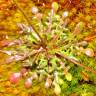 Fotografia 10 da espécie Teesdalia coronopifolia do Jardim Botânico UTAD