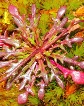 Fotografia 11 da espécie Teesdalia coronopifolia no Jardim Botânico UTAD