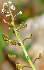 Fotografia da espécie Teesdalia coronopifolia