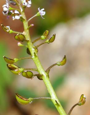 Fotografia 12 da espécie Teesdalia coronopifolia no Jardim Botânico UTAD