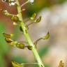 Fotografia 12 da espécie Teesdalia coronopifolia do Jardim Botânico UTAD