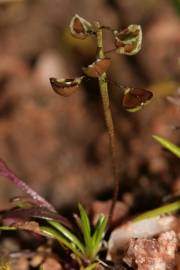 Fotografia da espécie Teesdalia coronopifolia