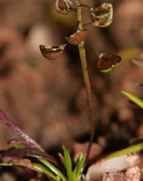 Fotografia 13 da espécie Teesdalia coronopifolia no Jardim Botânico UTAD