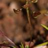 Fotografia 13 da espécie Teesdalia coronopifolia do Jardim Botânico UTAD