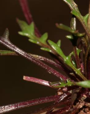 Fotografia 14 da espécie Teesdalia coronopifolia no Jardim Botânico UTAD