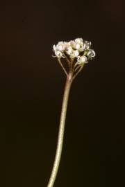 Fotografia da espécie Teesdalia coronopifolia