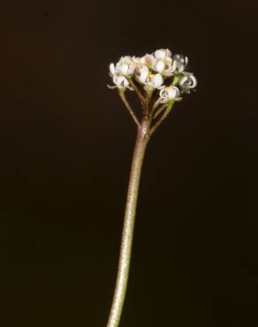 Fotografia 15 da espécie Teesdalia coronopifolia no Jardim Botânico UTAD