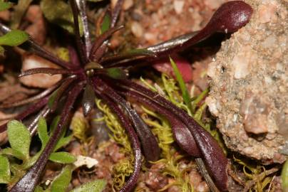 Fotografia da espécie Teesdalia coronopifolia