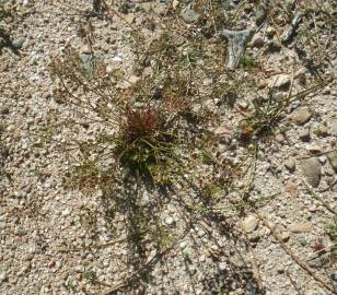 Fotografia da espécie Teesdalia coronopifolia