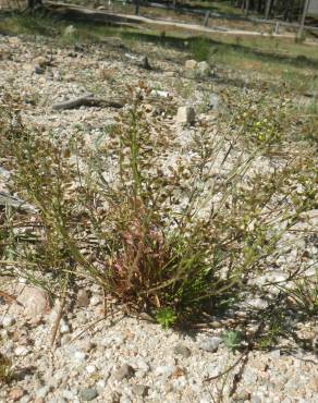 Fotografia 18 da espécie Teesdalia coronopifolia no Jardim Botânico UTAD