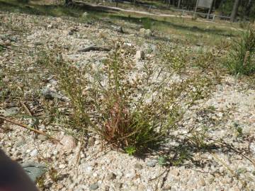 Fotografia da espécie Teesdalia coronopifolia