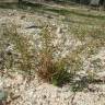 Fotografia 18 da espécie Teesdalia coronopifolia do Jardim Botânico UTAD