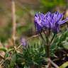 Fotografia 7 da espécie Scilla verna subesp. verna do Jardim Botânico UTAD