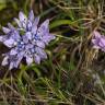 Fotografia 8 da espécie Scilla verna subesp. verna do Jardim Botânico UTAD