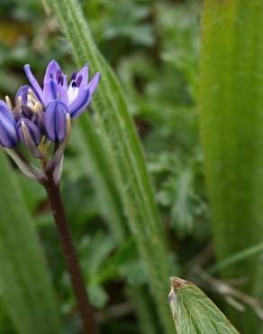 Fotografia 9 da espécie Scilla verna subesp. verna no Jardim Botânico UTAD