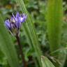 Fotografia 9 da espécie Scilla verna subesp. verna do Jardim Botânico UTAD