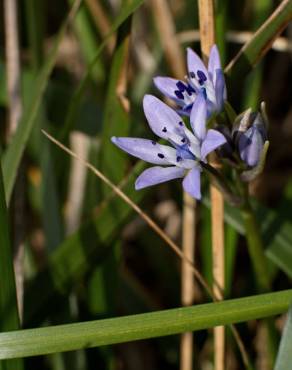 Fotografia 11 da espécie Scilla verna subesp. verna no Jardim Botânico UTAD