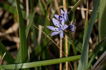 Fotografia da espécie Scilla verna subesp. verna