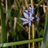 Fotografia 11 da espécie Scilla verna subesp. verna do Jardim Botânico UTAD