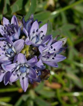 Fotografia 13 da espécie Scilla verna subesp. verna no Jardim Botânico UTAD