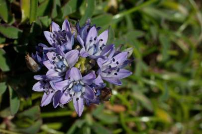 Fotografia da espécie Scilla verna subesp. verna