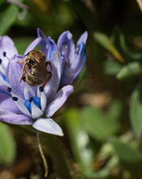 Fotografia 14 da espécie Scilla verna subesp. verna no Jardim Botânico UTAD