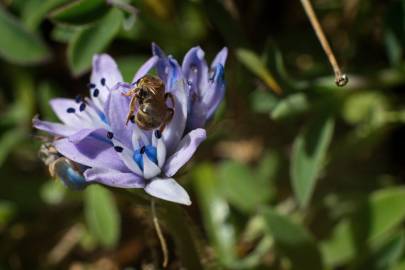 Fotografia da espécie Scilla verna subesp. verna