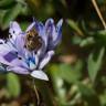 Fotografia 14 da espécie Scilla verna subesp. verna do Jardim Botânico UTAD