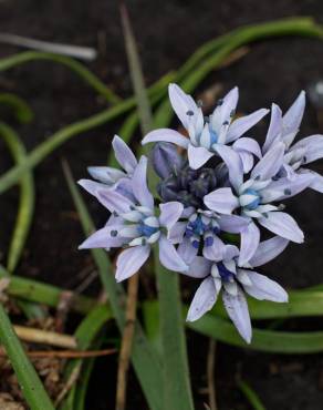 Fotografia 15 da espécie Scilla verna subesp. verna no Jardim Botânico UTAD