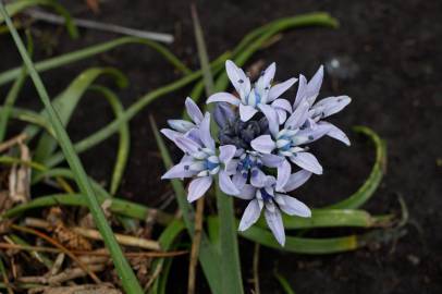 Fotografia da espécie Scilla verna subesp. verna