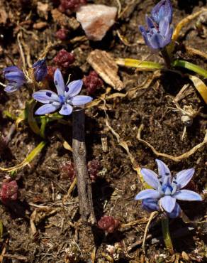 Fotografia 17 da espécie Scilla verna subesp. verna no Jardim Botânico UTAD