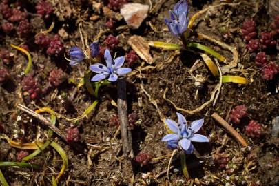 Fotografia da espécie Scilla verna subesp. verna