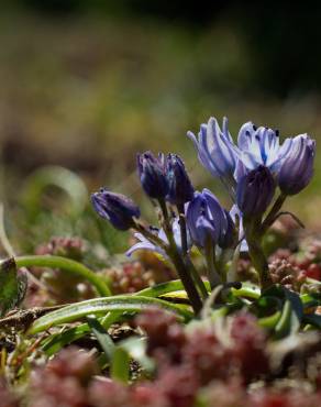 Fotografia 18 da espécie Scilla verna subesp. verna no Jardim Botânico UTAD