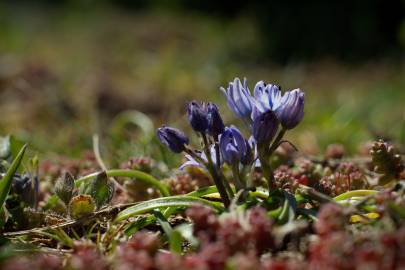 Fotografia da espécie Scilla verna subesp. verna