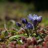 Fotografia 18 da espécie Scilla verna subesp. verna do Jardim Botânico UTAD