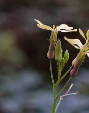 Fotografia 5 da espécie Raphanus raphanistrum subesp. raphanistrum no Jardim Botânico UTAD