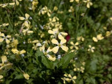 Fotografia da espécie Raphanus raphanistrum subesp. raphanistrum