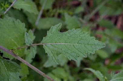 Fotografia da espécie Raphanus raphanistrum subesp. raphanistrum