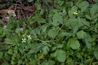 Fotografia da espécie Raphanus raphanistrum subesp. raphanistrum