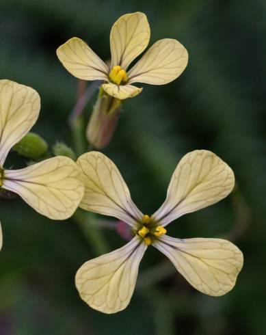 Fotografia de capa Raphanus raphanistrum subesp. raphanistrum - do Jardim Botânico