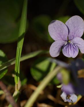 Fotografia 10 da espécie Viola palustris subesp. palustris no Jardim Botânico UTAD