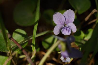 Fotografia da espécie Viola palustris subesp. palustris