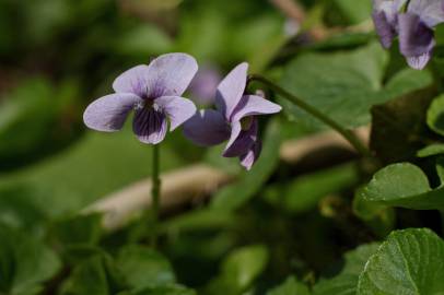 Fotografia da espécie Viola palustris subesp. palustris